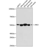 Western Blot - Anti-JNK3 Antibody [ARC0366] (A309026) - Antibodies.com