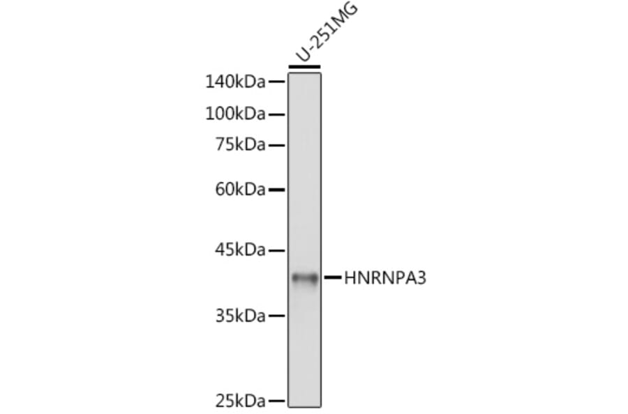 Western Blot - Anti-HNRNPA3 Antibody (A309027) - Antibodies.com