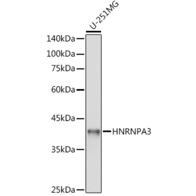 Western Blot - Anti-HNRNPA3 Antibody (A309027) - Antibodies.com