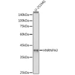 Western Blot - Anti-HNRNPA3 Antibody (A309027) - Antibodies.com