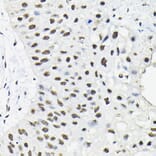 Immunohistochemistry - Anti-HNRNPA3 Antibody (A309027) - Antibodies.com