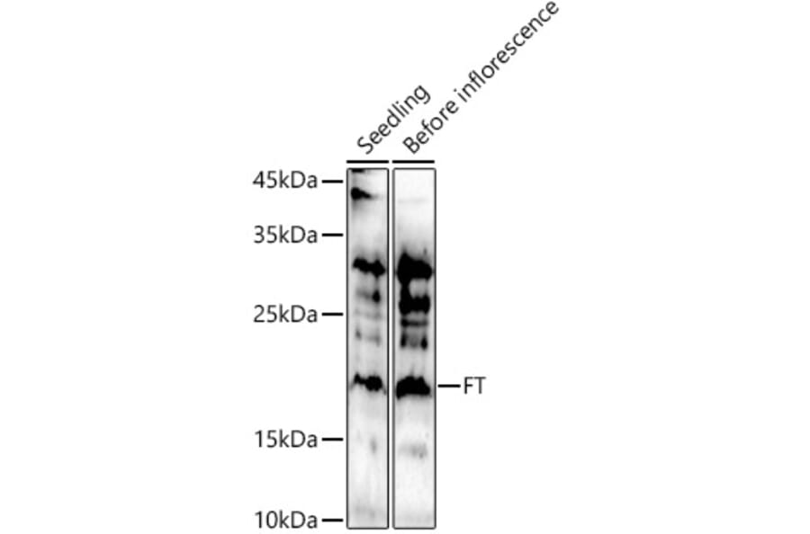 Western Blot - Anti-FT Antibody (A309028) - Antibodies.com