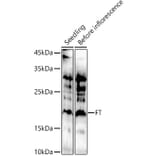 Western Blot - Anti-FT Antibody (A309028) - Antibodies.com