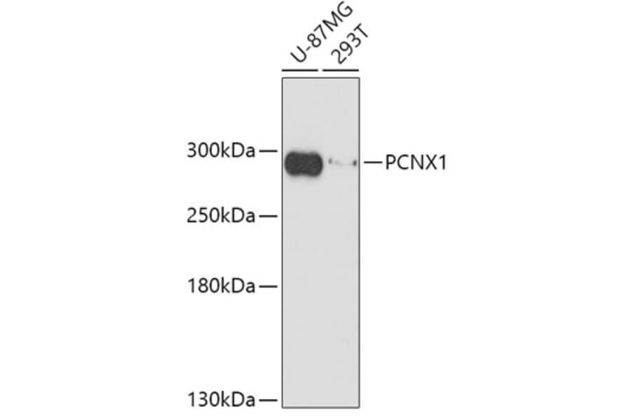 Western Blot - Anti-PCNX1 Antibody (A309029) - Antibodies.com
