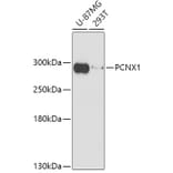 Western Blot - Anti-PCNX1 Antibody (A309029) - Antibodies.com
