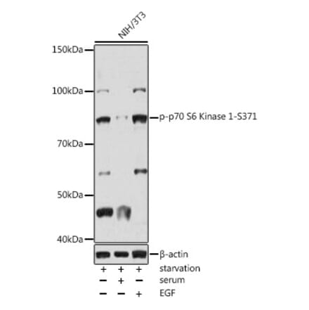 Western Blot - Anti-S6K1 (phospho Ser371) Antibody (A309030) - Antibodies.com