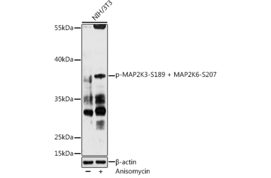 Western Blot - Anti-MEK3 (phospho Ser189) + MKK6 (phospho Ser207) Antibody (A309032) - Antibodies.com