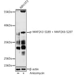 Western Blot - Anti-MEK3 (phospho Ser189) + MKK6 (phospho Ser207) Antibody (A309032) - Antibodies.com