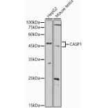 Western Blot - Anti-Caspase-1 Antibody (A309034) - Antibodies.com