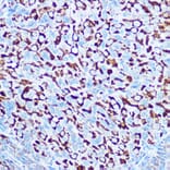 Immunohistochemistry - Anti-Caspase-1 Antibody (A309034) - Antibodies.com