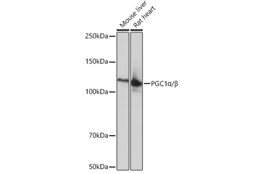 Western Blot - Anti-PGC1 alpha + PCG beta Antibody [ARC0153] (A309044) - Antibodies.com