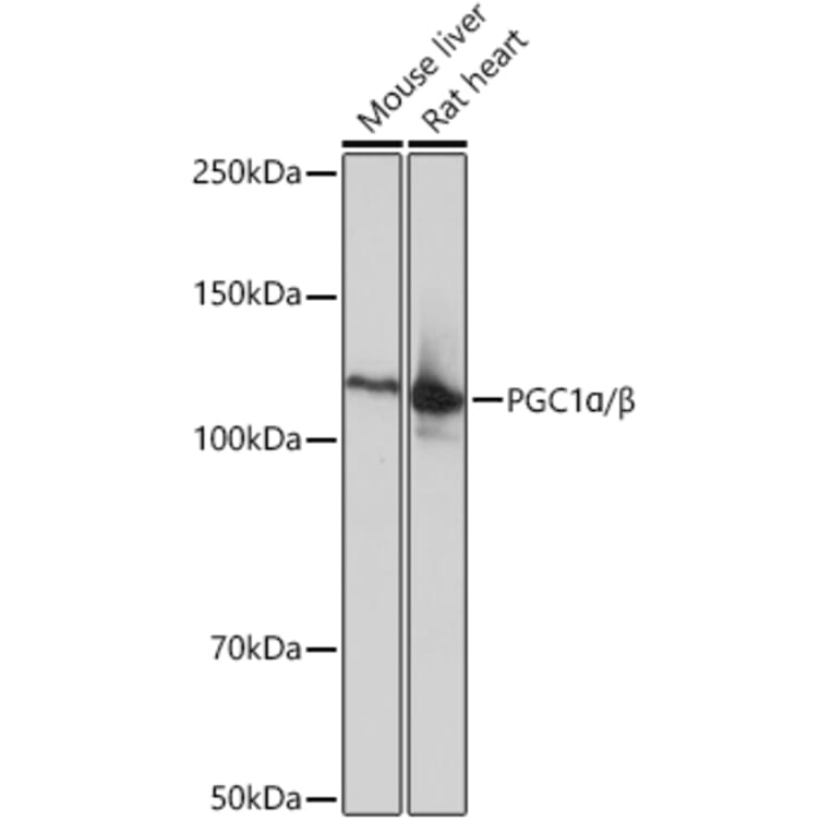 Western Blot - Anti-PGC1 alpha + PCG beta Antibody [ARC0153] (A309044) - Antibodies.com