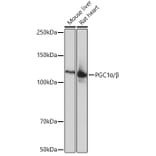 Western Blot - Anti-PGC1 alpha + PCG beta Antibody [ARC0153] (A309044) - Antibodies.com