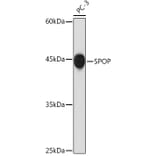 Western Blot - Anti-SPOP Antibody [ARC2181] (A309045) - Antibodies.com