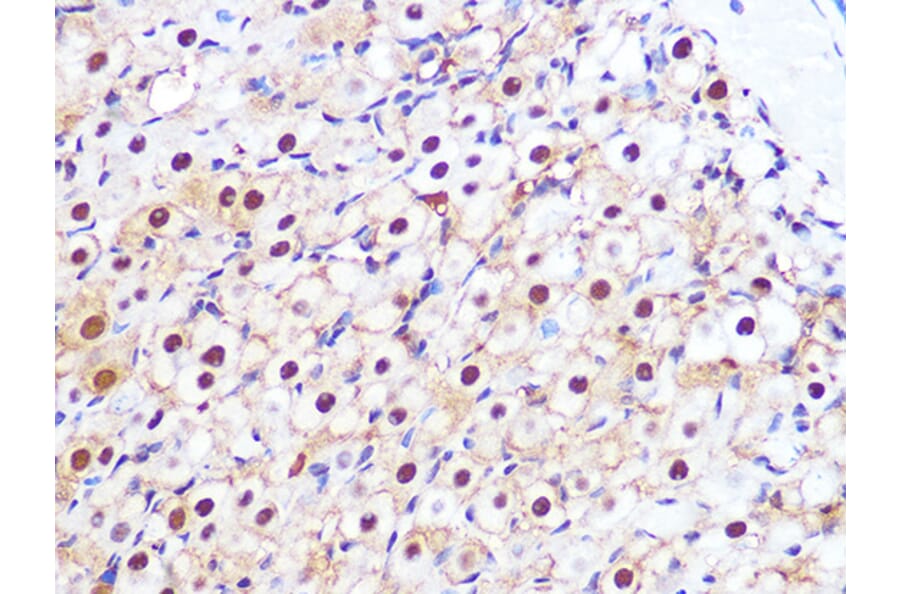 Immunohistochemistry - Anti-PSMA3 Antibody [ARC1234] (A309046) - Antibodies.com