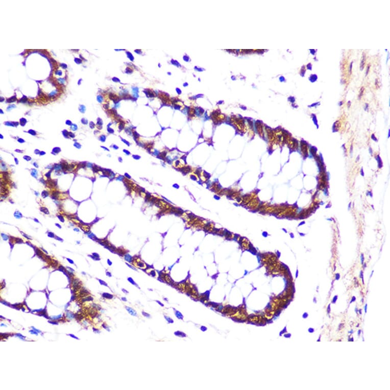Immunohistochemistry - Anti-PSMA3 Antibody [ARC1234] (A309046) - Antibodies.com