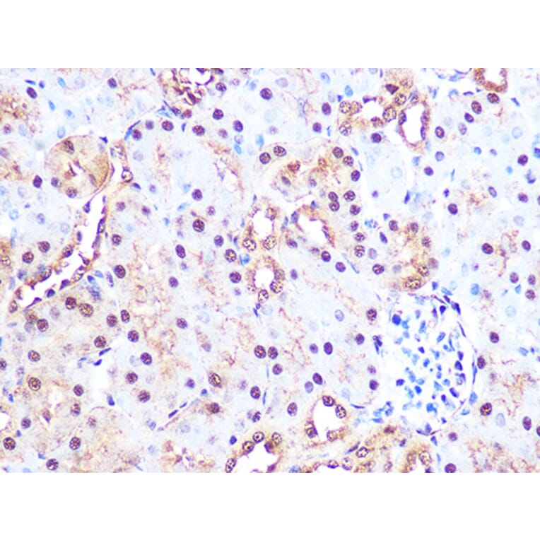 Immunohistochemistry - Anti-PSMA3 Antibody [ARC1234] (A309046) - Antibodies.com
