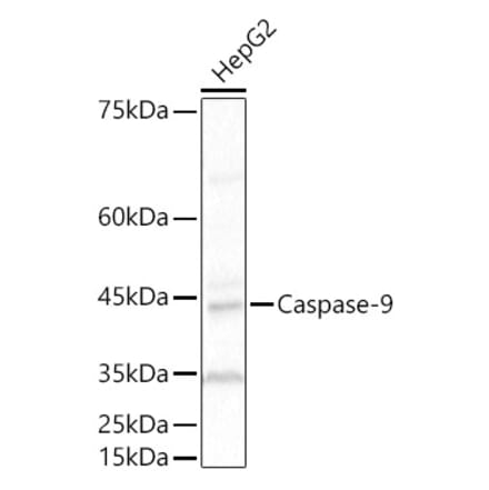Western Blot - Anti-Caspase-9 Antibody (A309047) - Antibodies.com