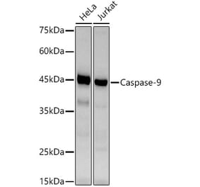 Western Blot - Anti-Caspase-9 Antibody [ARC5016-02] (A309048) - Antibodies.com