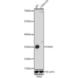 Western Blot - Anti-Cdk4 Antibody (A309050) - Antibodies.com