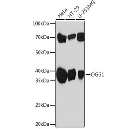 Western Blot - Anti-Ogg1 Antibody [ARC1233] (A309056) - Antibodies.com