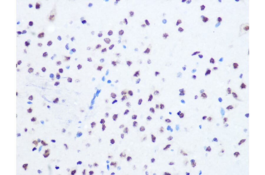Immunohistochemistry - Anti-Ogg1 Antibody [ARC1233] (A309056) - Antibodies.com