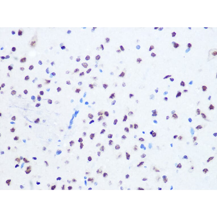 Immunohistochemistry - Anti-Ogg1 Antibody [ARC1233] (A309056) - Antibodies.com