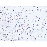 Immunohistochemistry - Anti-Ogg1 Antibody [ARC1233] (A309056) - Antibodies.com