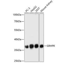 Western Blot - Anti-GRHPR Antibody (A309057) - Antibodies.com