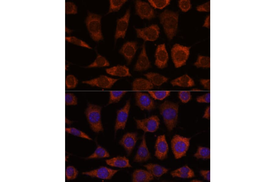 Immunofluorescence - Anti-GRHPR Antibody (A309057) - Antibodies.com