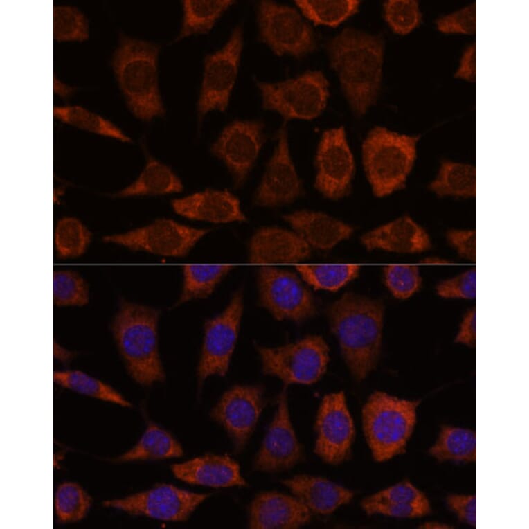 Immunofluorescence - Anti-GRHPR Antibody (A309057) - Antibodies.com