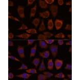 Immunofluorescence - Anti-GRHPR Antibody (A309057) - Antibodies.com