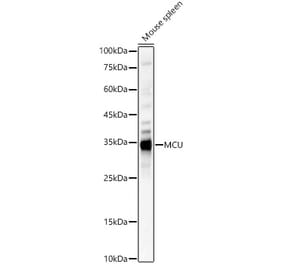 Western Blot - Anti-MCU Antibody (A309058) - Antibodies.com