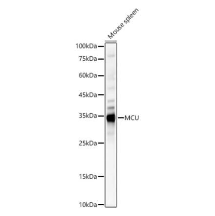 Western Blot - Anti-MCU Antibody (A309058) - Antibodies.com