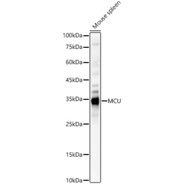 Western Blot - Anti-MCU Antibody (A309058) - Antibodies.com