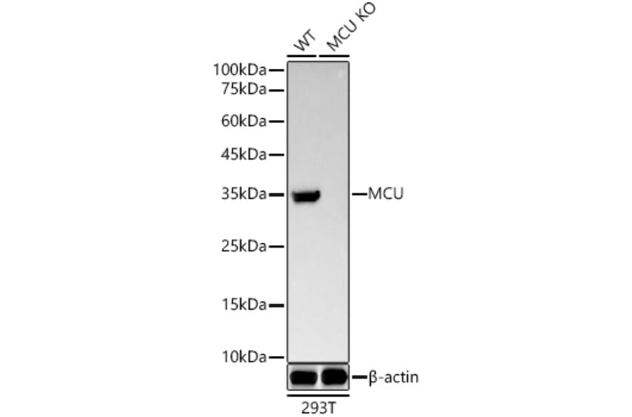 Western Blot - Anti-MCU Antibody [ARC57879] (A309059) - Antibodies.com