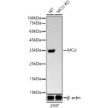 Western Blot - Anti-MCU Antibody [ARC57879] (A309059) - Antibodies.com