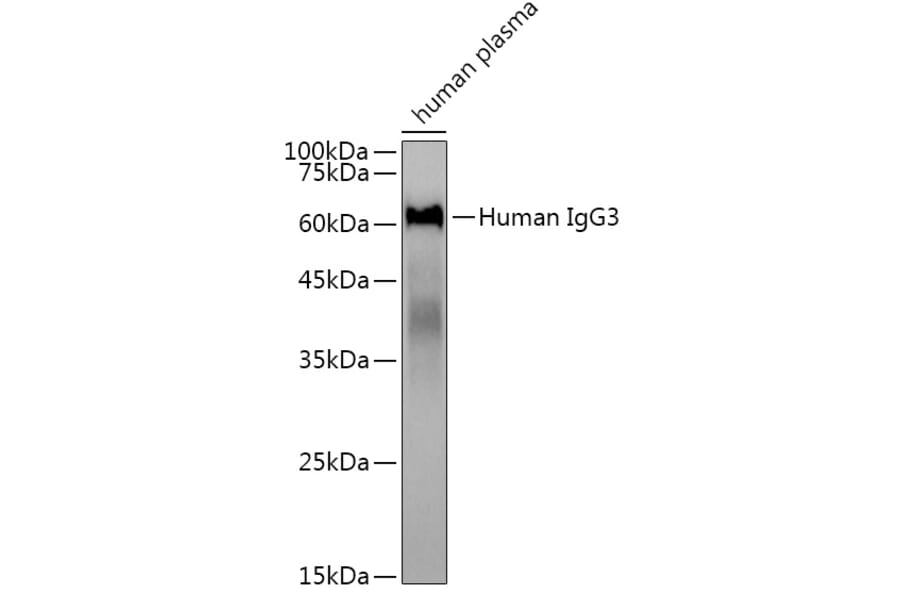 Western Blot - Anti-Human IgG Antibody (A309060) - Antibodies.com