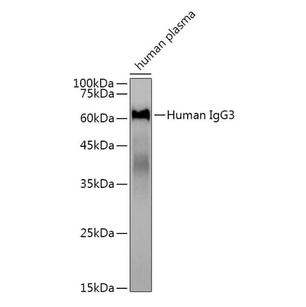 Western Blot - Anti-Human IgG Antibody [ARC2243] (A309060) - Antibodies.com
