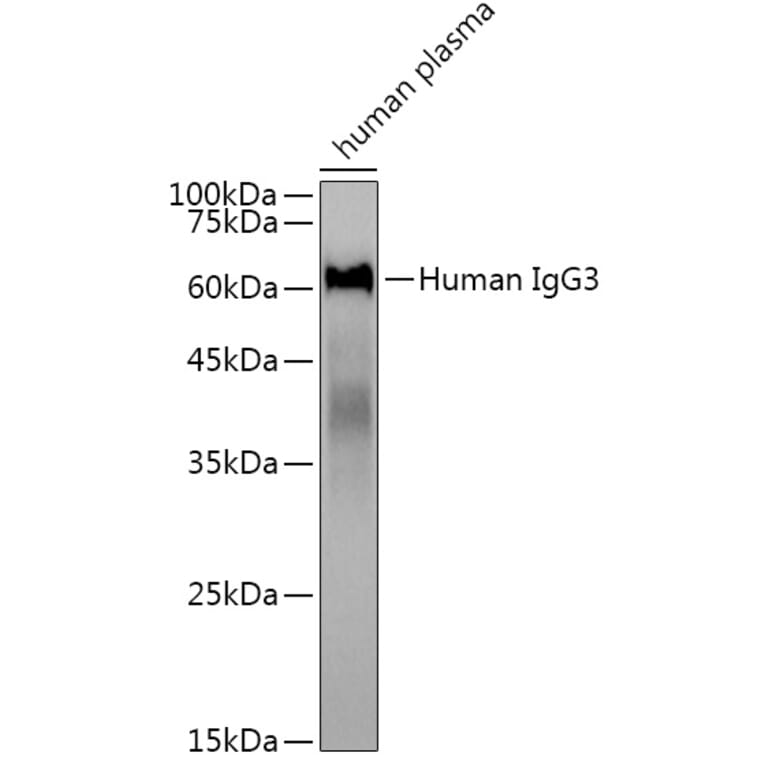 Western Blot - Anti-Human IgG Antibody (A309060) - Antibodies.com