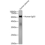 Western Blot - Anti-Human IgG Antibody (A309060) - Antibodies.com