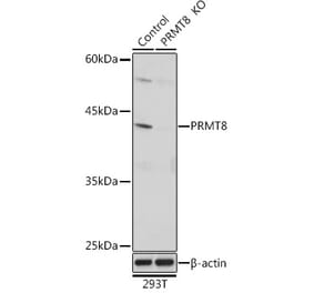 Western Blot - Anti-PRMT8 Antibody (A309061) - Antibodies.com