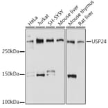 Western Blot - Anti-USP24 Antibody [ARC2526] (A309063) - Antibodies.com