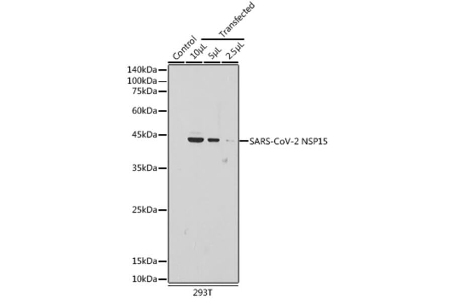 Western Blot - Anti-SARS-CoV2 NSP15 Antibody (A309064) - Antibodies.com