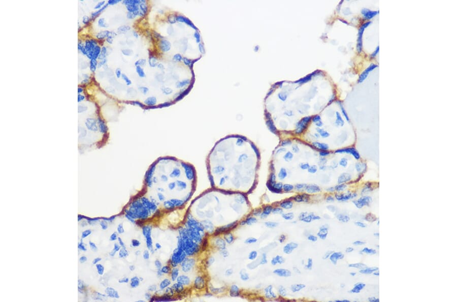 Immunohistochemistry - Anti-Fyn Antibody (A309065) - Antibodies.com