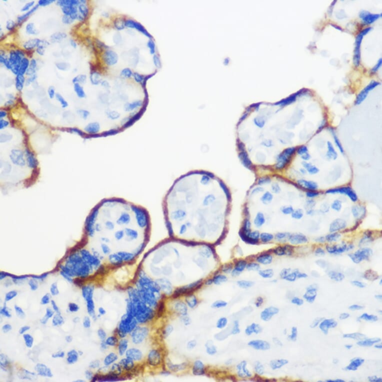 Immunohistochemistry - Anti-Fyn Antibody (A309065) - Antibodies.com