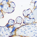 Immunohistochemistry - Anti-Fyn Antibody (A309065) - Antibodies.com