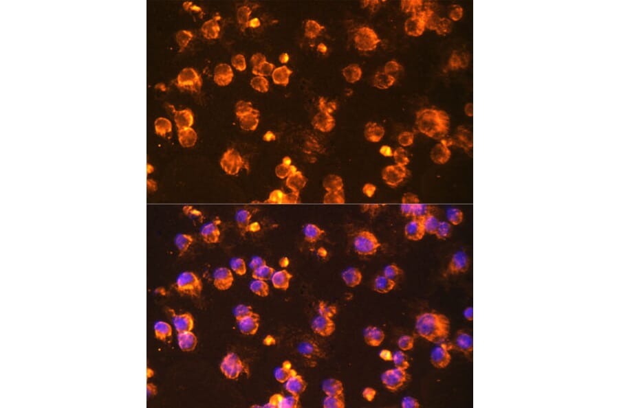 Immunofluorescence - Anti-Fyn Antibody (A309065) - Antibodies.com