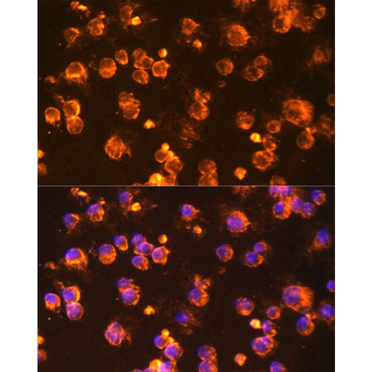 Immunofluorescence - Anti-Fyn Antibody (A309065) - Antibodies.com