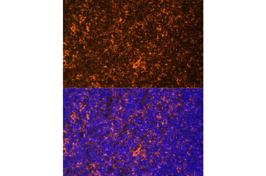 Immunofluorescence - Anti-Fyn Antibody (A309065) - Antibodies.com